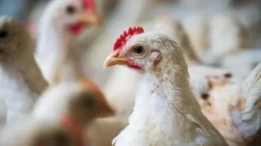 technospore-in-broilers-a-meta-analysis