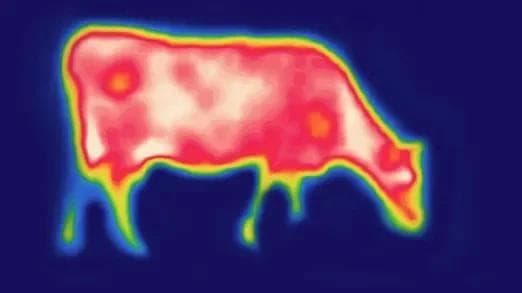 heat-a-cows-kryptonite