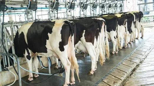 smooth-transitions-cholines-secret-to-dairy-success