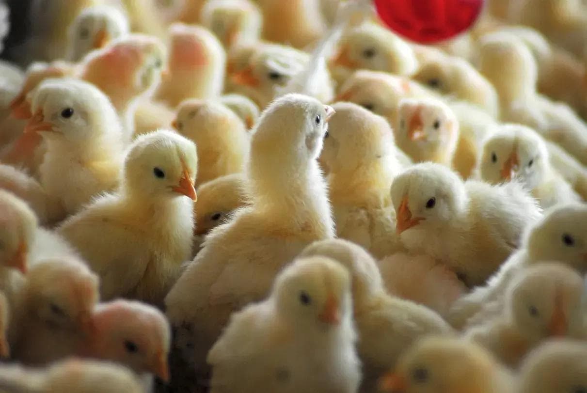 Day-Old Chick Quality: Why is it an important topic?