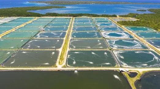 rethinking-trace-minerals-healthier-shrimpcleaner-planet-with-ecotrace